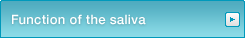 Function of the saliva