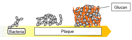 Removing Plaque