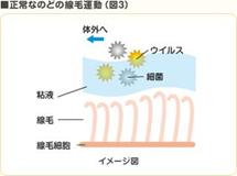 図3.正常なのどの線毛運動