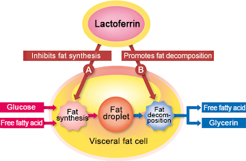 Lactoferrin suppresses genes that encourage the formation of fat droplets in fat cells