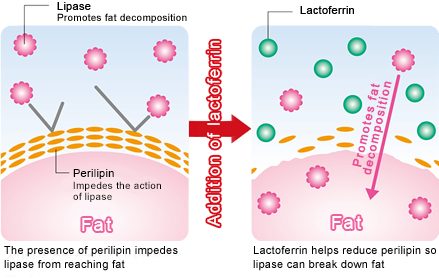 Lactoferrin reduces perilipin