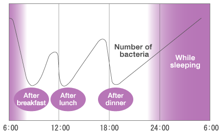 Throughout the day, the amount of bacteria decreases after meals, and becomes highest while sleeping.