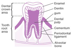 A tooth consists of enamel, dentin, cementum and dental pulp (nerve) tissue, and it is supported by tissue consisting of the alveolar bone, gums and the periodontal ligament.