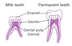 Milk teeth are a size smaller than permanent teeth, and enamel and dentin are thinner in milk teeth.