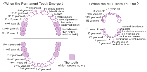 The names of the permanent teeth are (from the center to the back of the mouth): the central incisors, lateral incisors, canines, first premolars, second premolars, first molars (sixth-year molars), second molars and third molars (wisdom teeth). The names of the milk teeth are (from the center to the back of the mouth): the deciduous central incisors, deciduous lateral incisors, deciduous canines, first deciduous molars (six-year molars) and second deciduous molars.