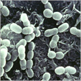 Bacteria (streptococcus mutans)