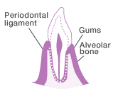 Healthy gums are light pink in color and fill each interdental space. They are elastic and tight.
