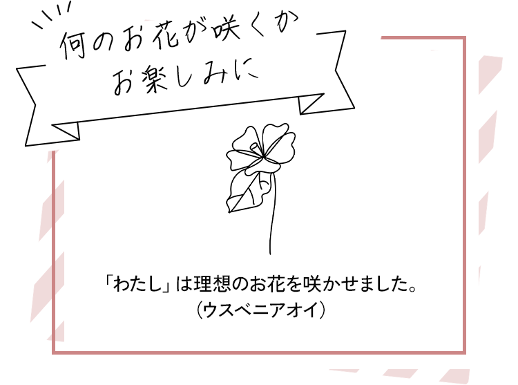 何のお花が咲くかお楽しみに 「わたし」は理想のお花を咲かせました。（ウスベニアオイ）