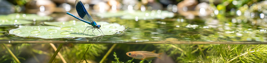 生物多様性保全活動